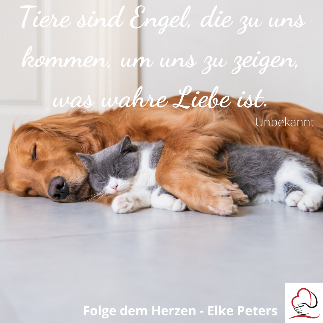 www.folgedemherzen.de TIERISCHE SPRÜCHE